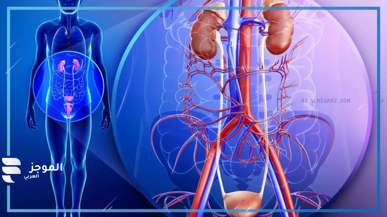 أطعمة يجب تجنبها خلال التهاب المسالك البولية