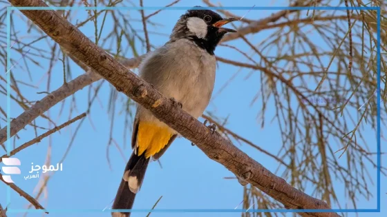 تفسير رؤية البلبل في المنام لابن سيرين والنابلسي والإمام الصادق