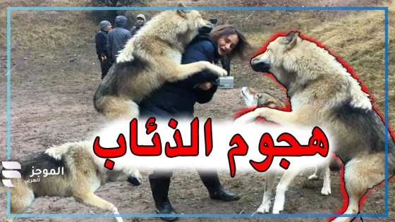 رؤية هجوم الذئب في المنام للعزباء والمتزوجة