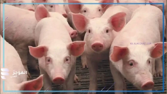 تفسير رؤية الخنزير في المنام لابن سيرين
